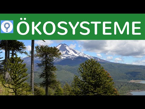 Was ist ein Ökosystem? Eigenschaften &amp; Kategorien von Ökosystemen - Ökosysteme 1