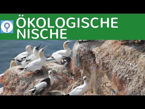 Ökologische Nische &amp; Planstelle - Konkurrenzausschlussprinzip - Konvergente Entwicklung | Ökologie