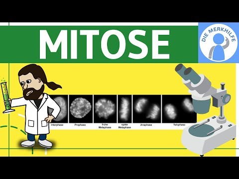 Mitose einfach erklärt - Zellteilung 1 - Zellzyklus, Ablauf, Phasen &amp; Zusammenfassung - Genetik