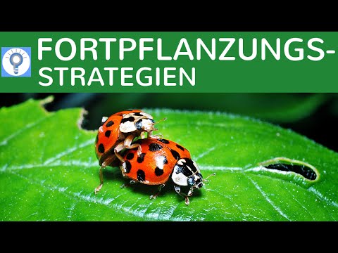 K-Strategen &amp; R-Strategen - Fortpflanzungsstrategien - Strategien der Vermehrung einfach erklärt