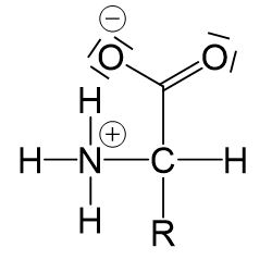 Aminosäuren als Zwitterionen