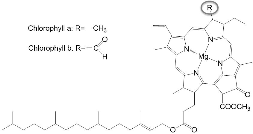 Chlorophyll erklärt [Chemie] - StudyHelp Online-Lernen