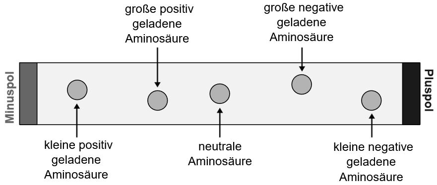 Elektrophorese erklärt