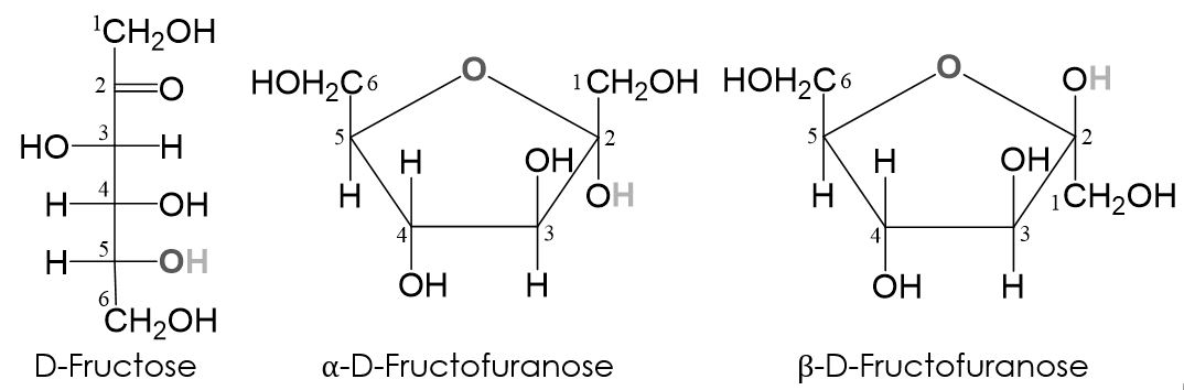 Fructofuranose