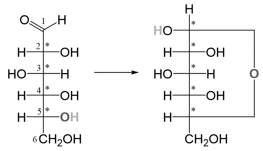 Glucose Ringschluss