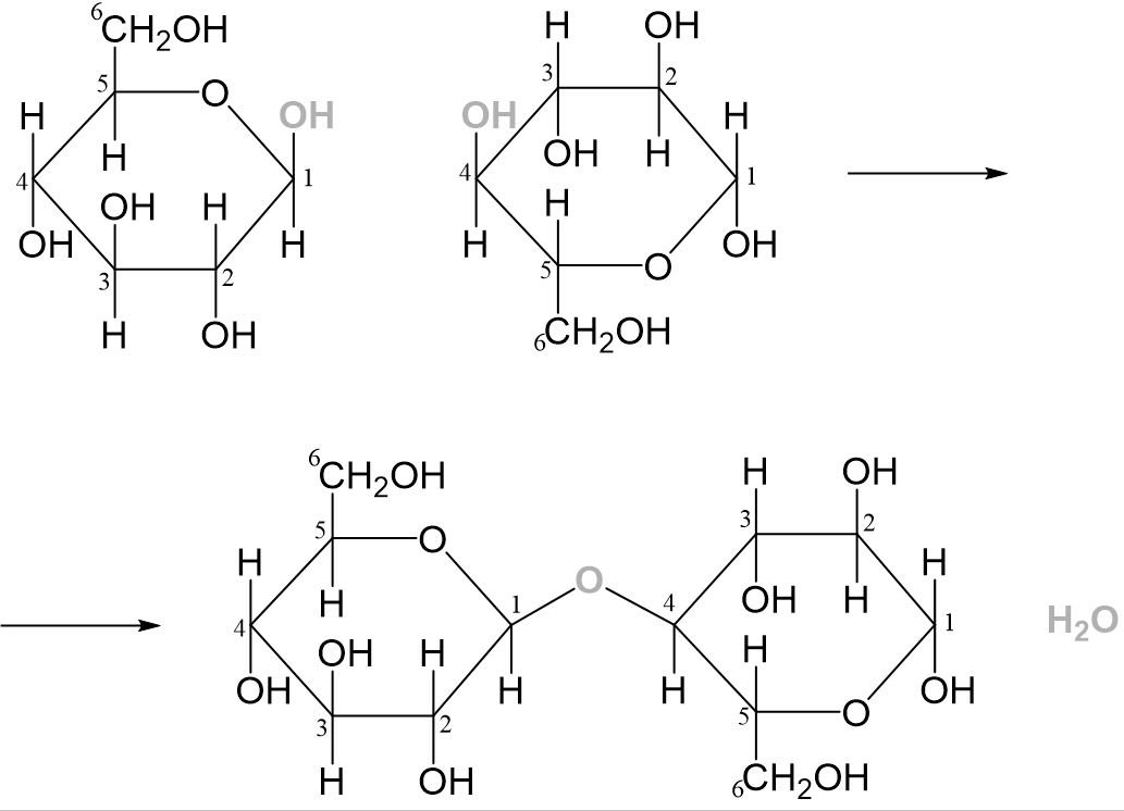 Maltose Reaktion 2