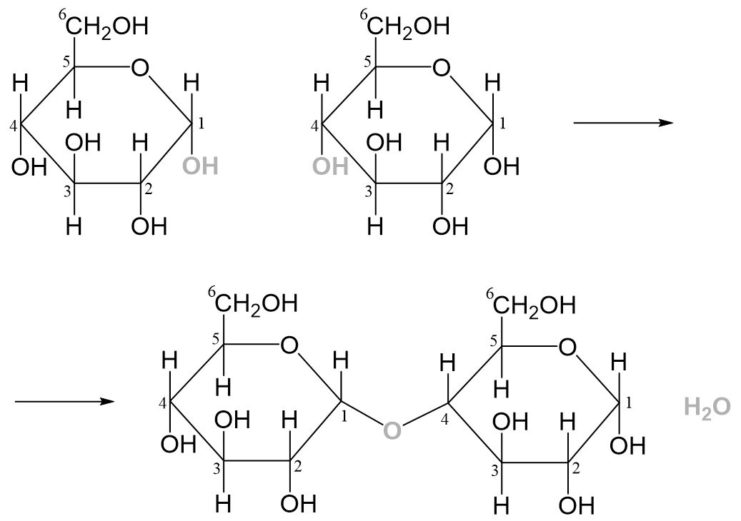 Maltose