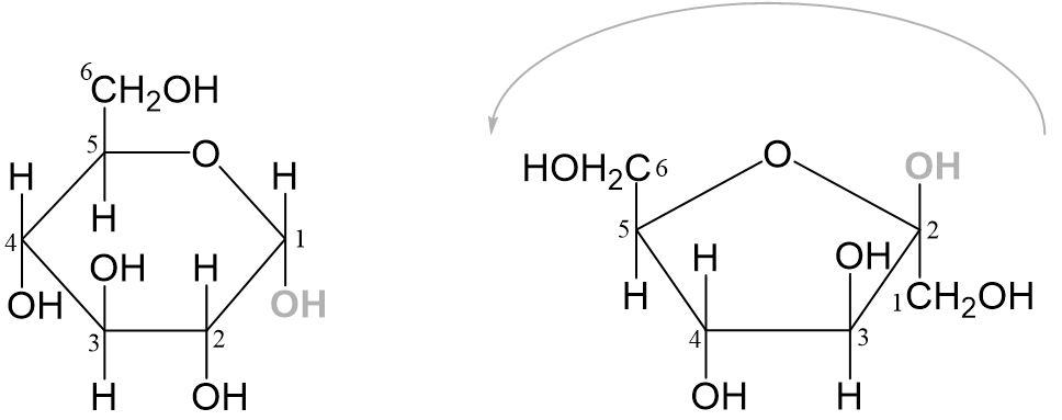 Saccharose