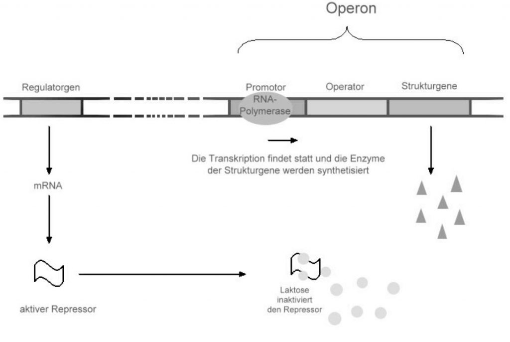 Die Genregulation vollständig erklärt StudyHelp OnlineLernen