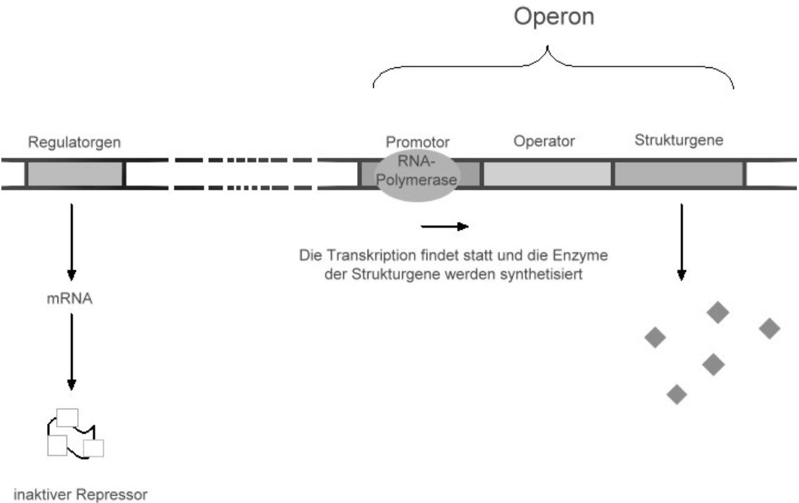 Abbau von Tryptophan