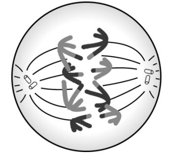 Anaphase I