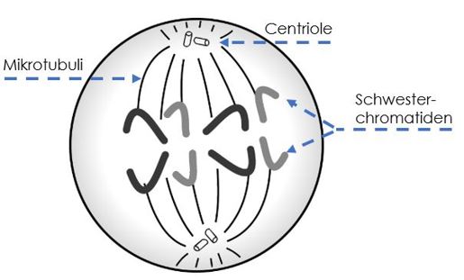 Anaphase