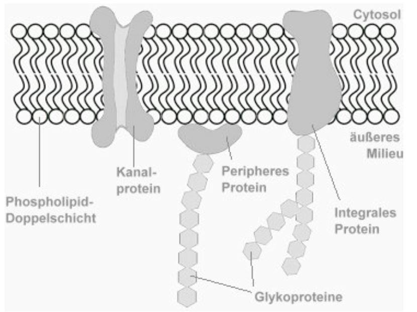 Aufbau der Zellmembran