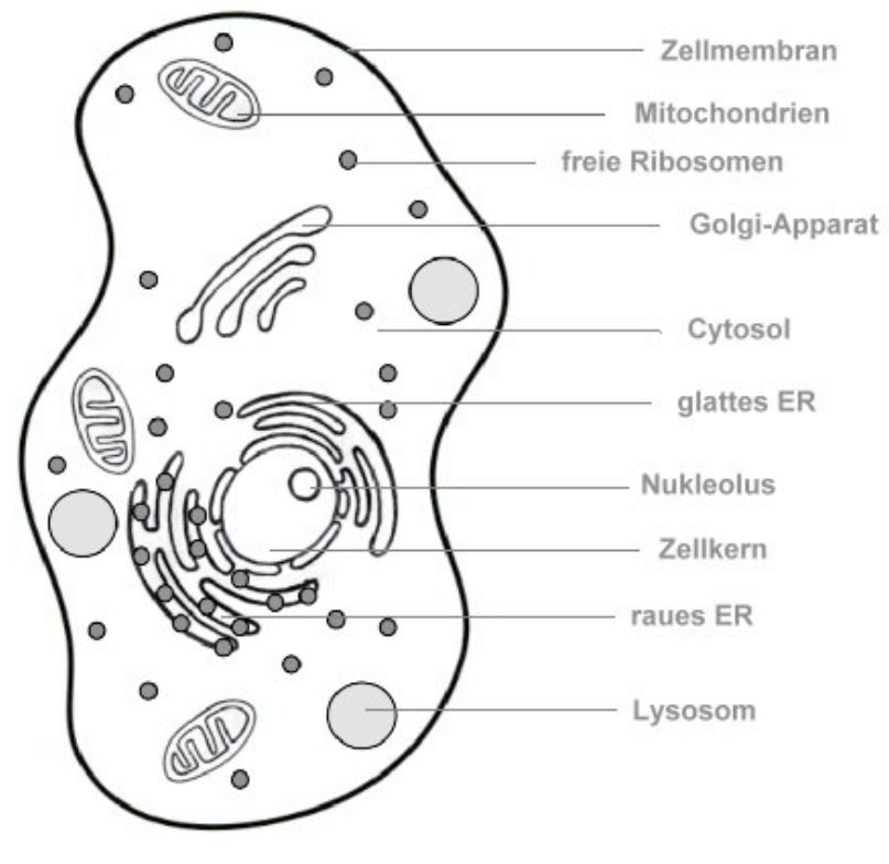 Zellorganellen Woraus Besteht Eine Zelle Studyhelp Online Lernen