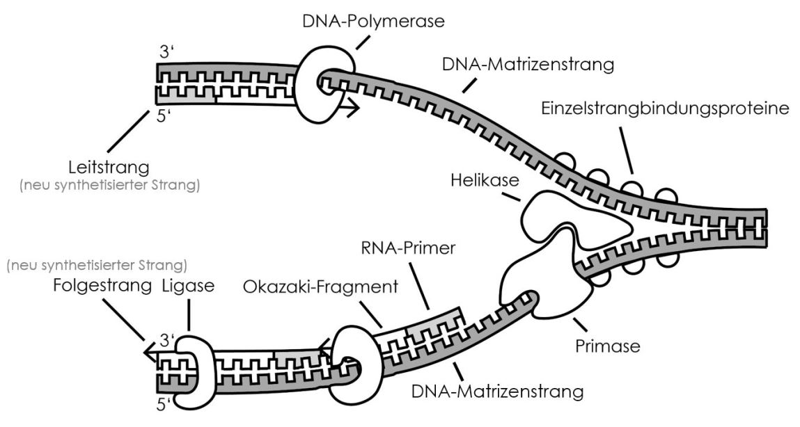 DNA-Replikation Darstellung