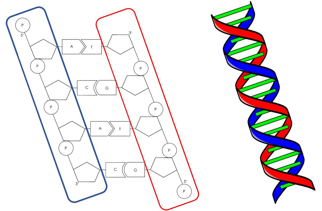 DNA-Rückgrat