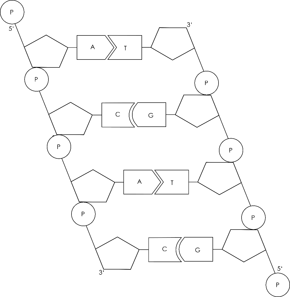 DNA-Strang