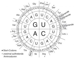 Die Proteinbiosynthese - StudyHelp Online-Lernen