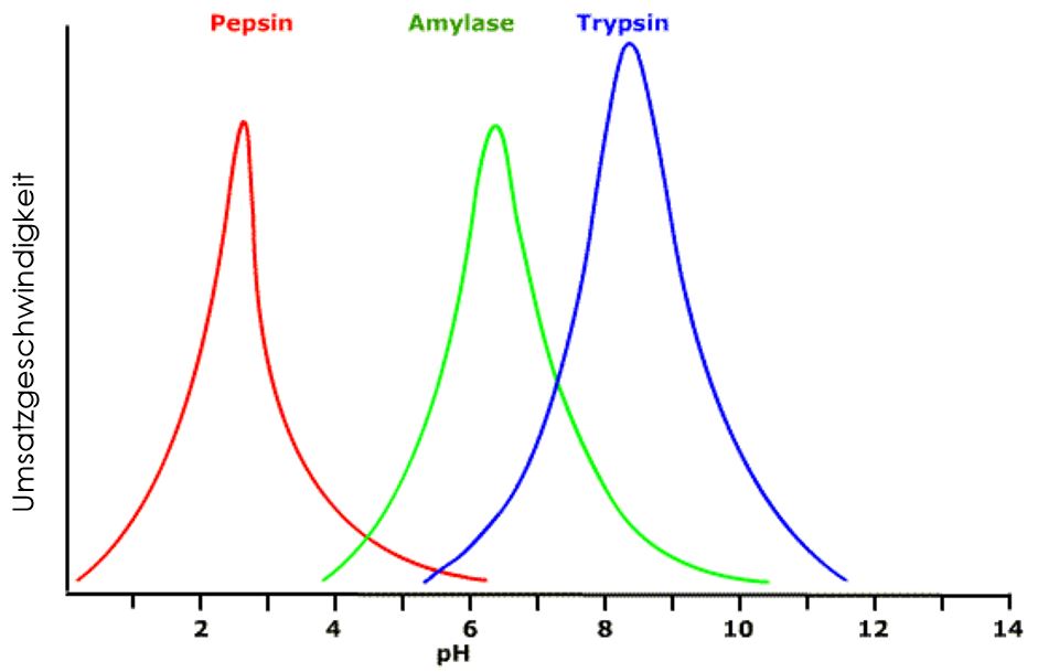 Enzymaktivität und pH-Wert