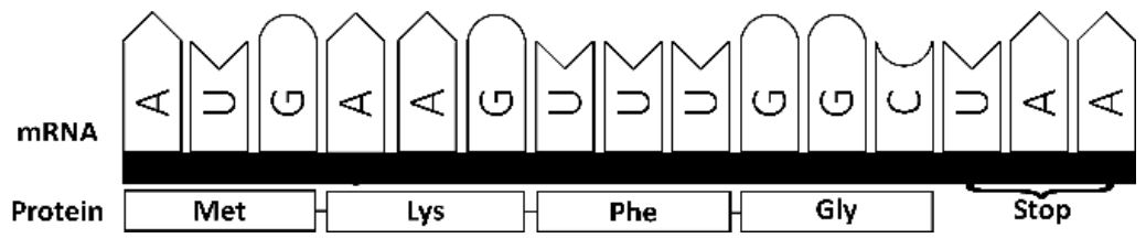 Genmutation