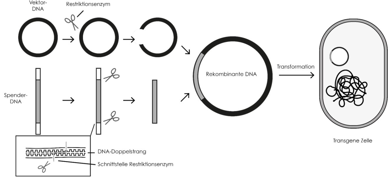 Gentechnik- rekombinanter DNA