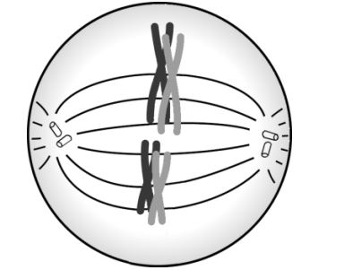 Metaphase I