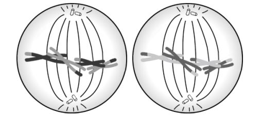 Metaphase II