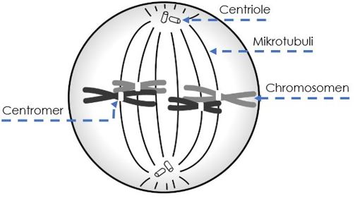 Metaphase