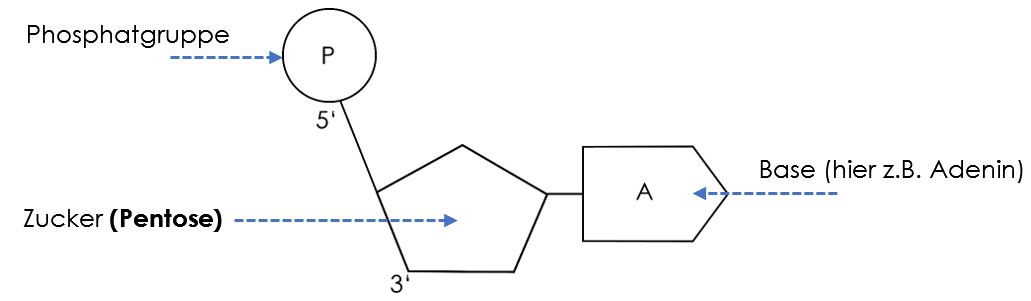 Nukleotid