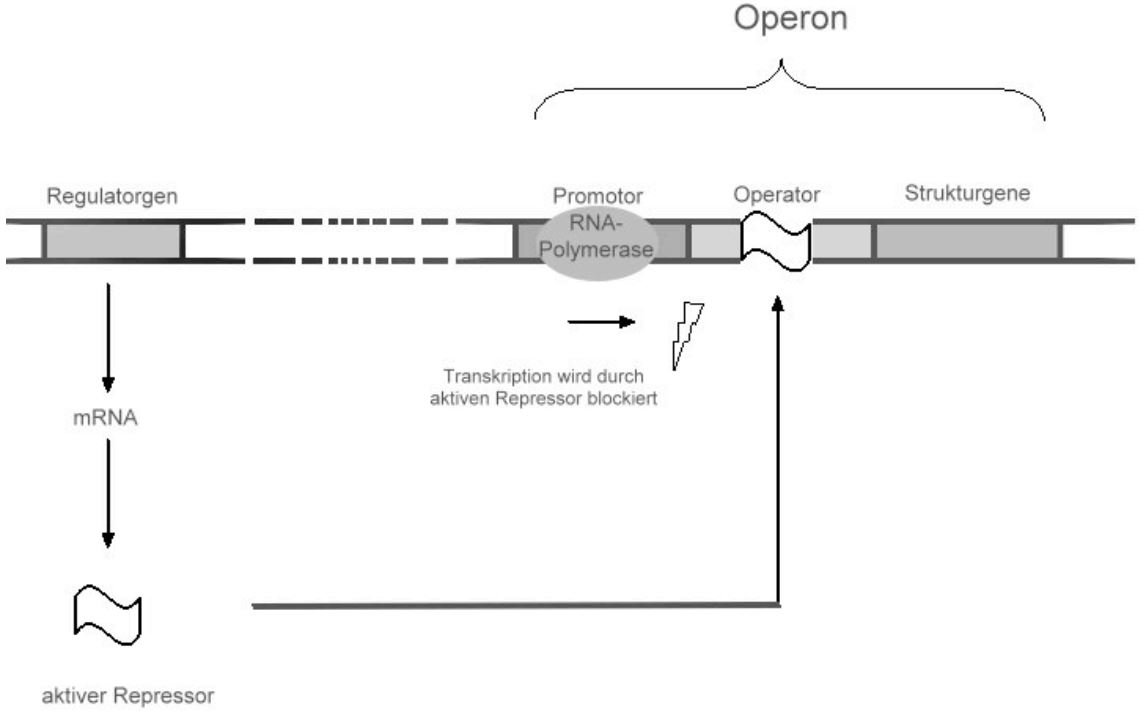 Operon Fortsetzung