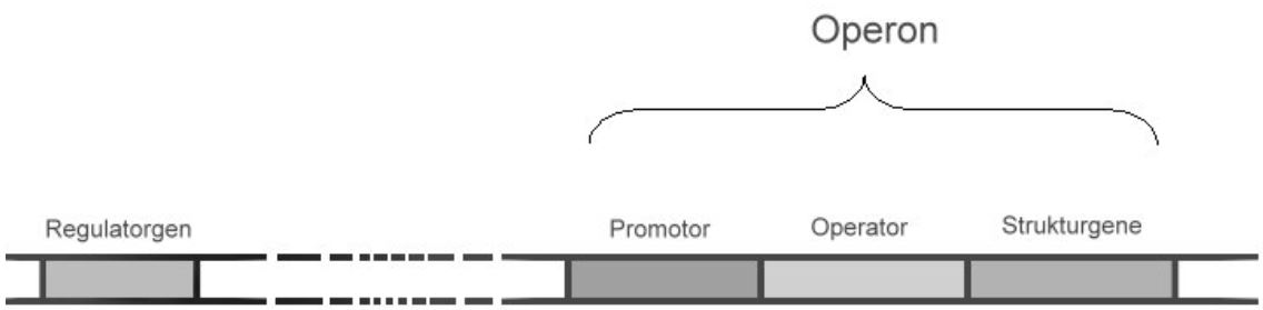 Operon