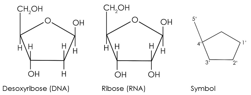 Pentose