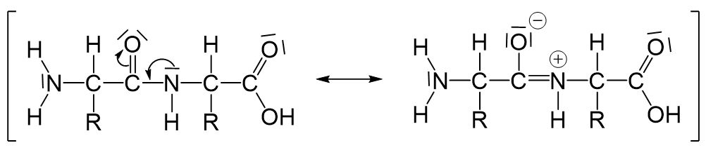 Peptidbindungen