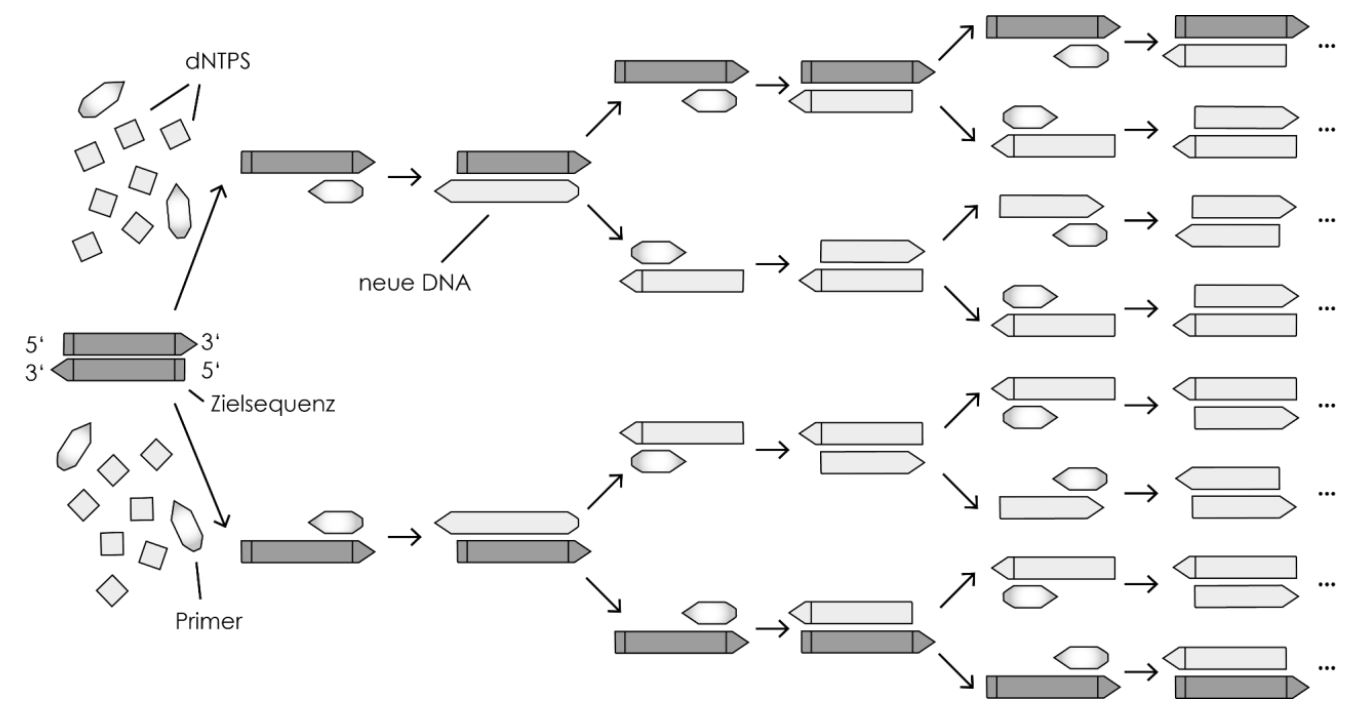 Polymerase