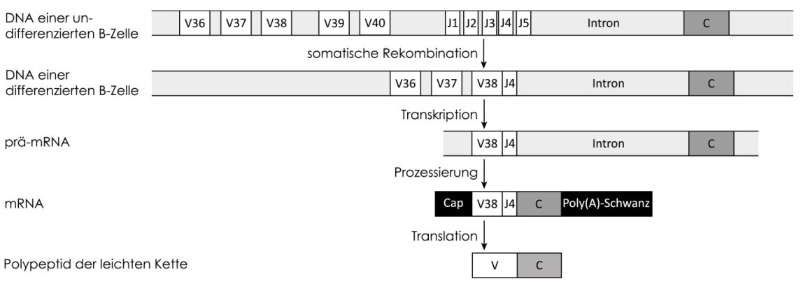 Polypeptide der leichten Kette