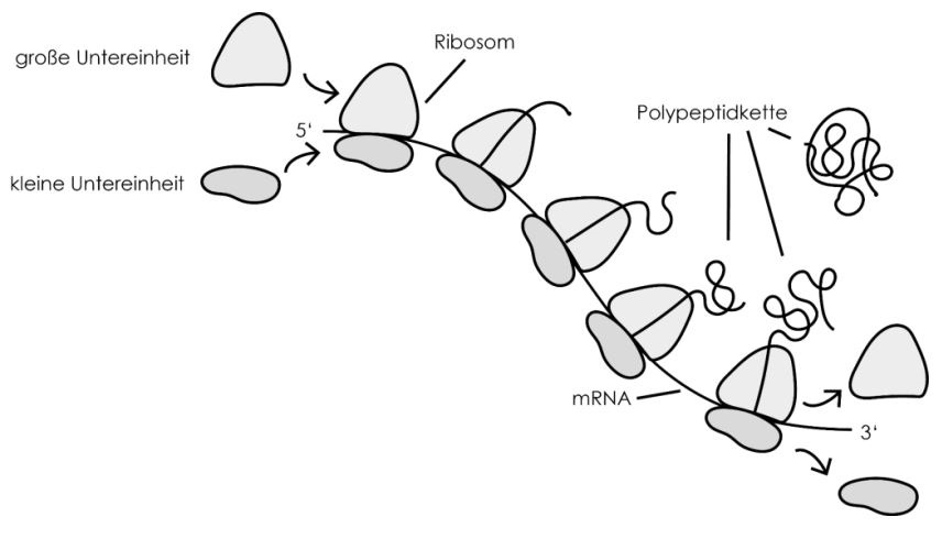 Polysom