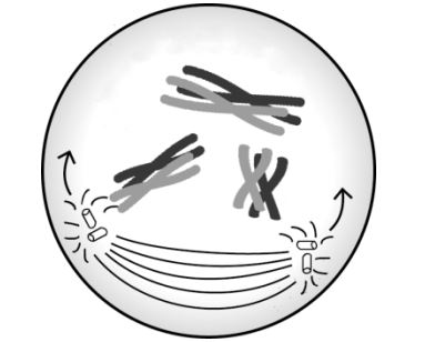 Prophase I