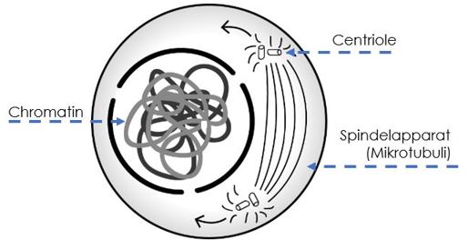Prophase