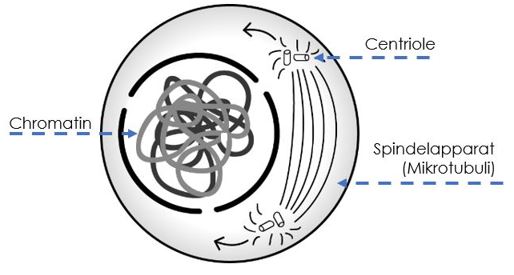 Prophase