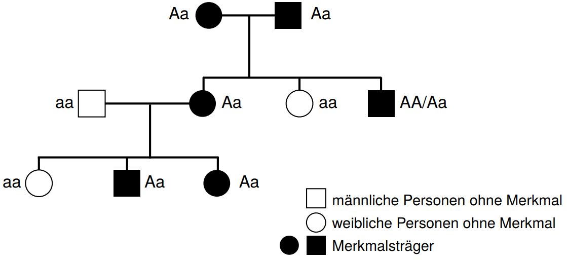 Die Stammbaumanalyse Vollstandig Erklart Studyhelp Online Lernen