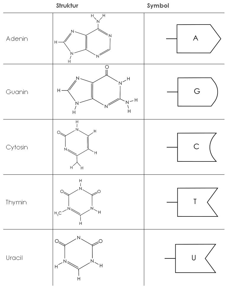 Basen (Struktur & Symbol)