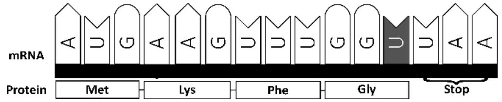 Stumme Mutation