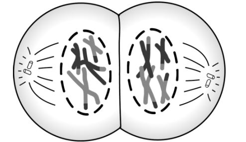 Telophase I