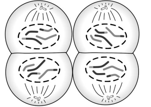 Telophase II