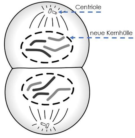 Telophase