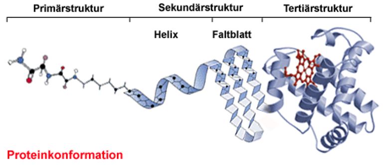 Tertiärstruktur von Proteinen