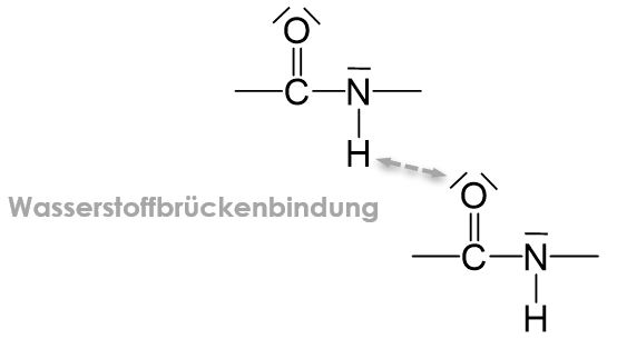 Wassestoffbrückenbindung