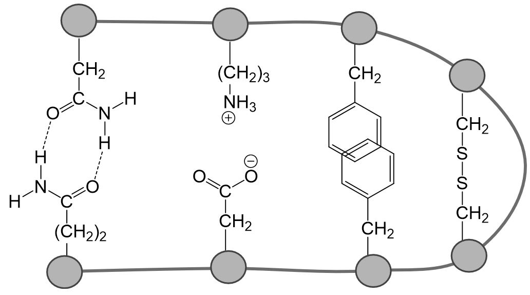 Wechselwirkungen Proteine