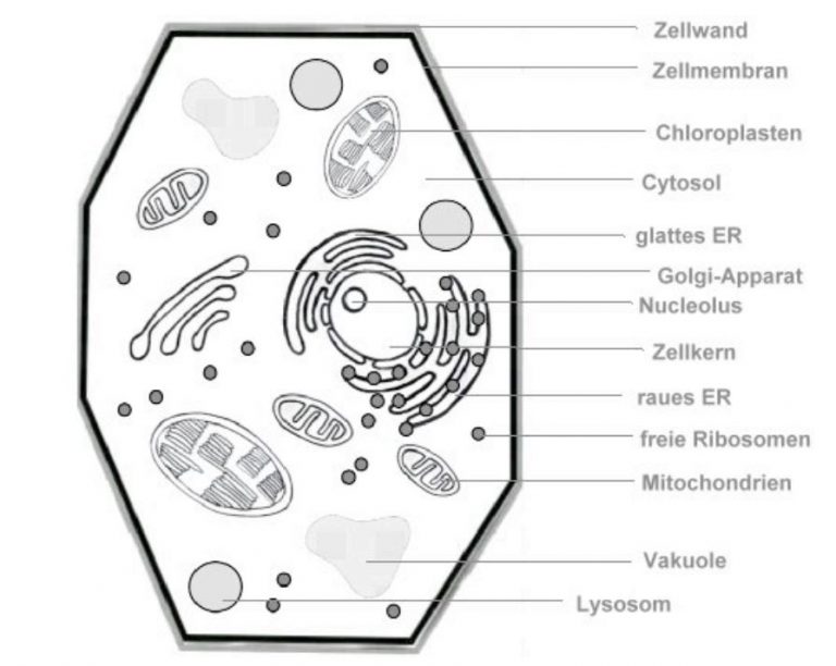 Arbeitsblatt Zelle Beschriften
 Zellorganellen woraus besteht eine Zelle StudyHelp line Lernen