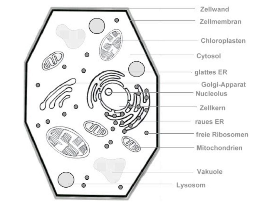 Aufbau einer Pflanzenzelle